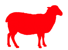 Lamb Qurbani