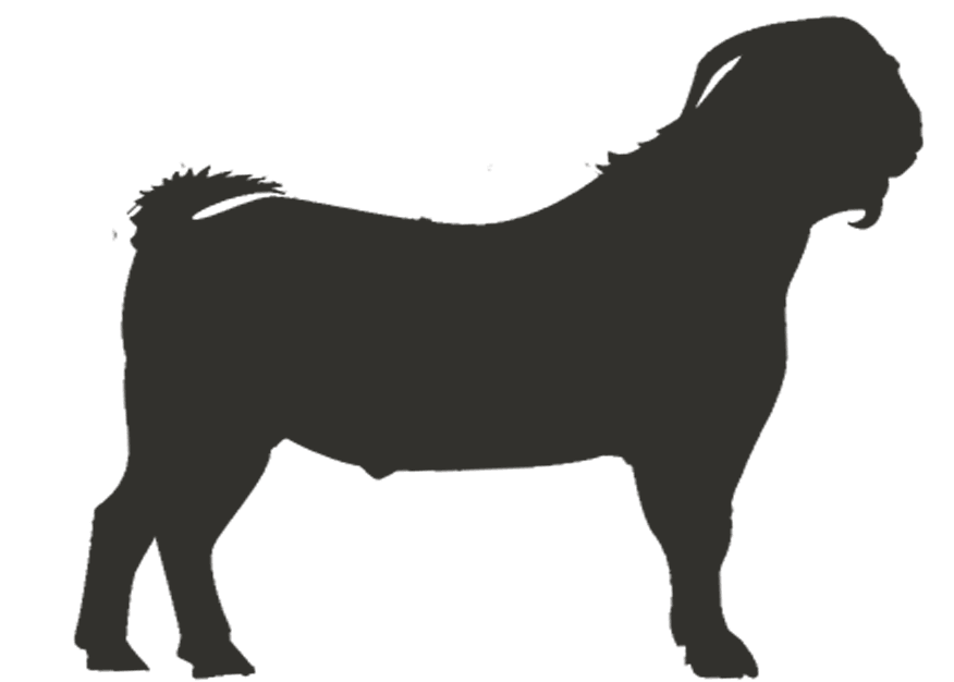 Elite Plus Bakra 20-22 KG