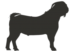 Elite Plus Bakra 20-22 KG